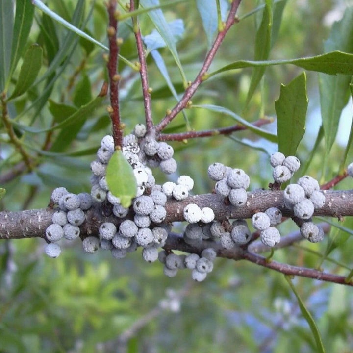 Green Wax Myrtle Seeds for Planting – Heirloom Non-GMO Garden Seeds