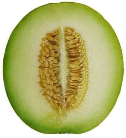 Green and White Cantaloupe Growing in Sunny Garden