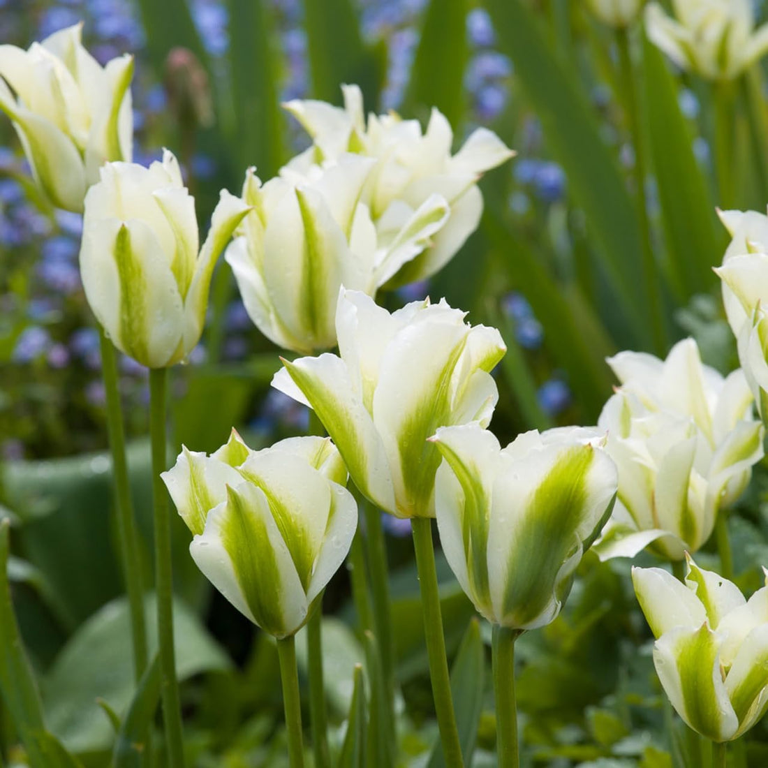 Green White flower seeds