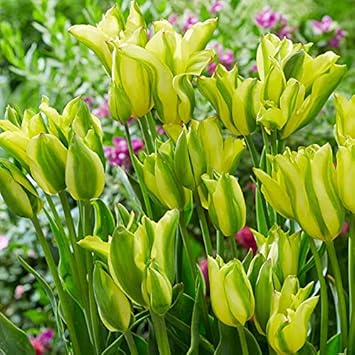Yellow Green flower seeds