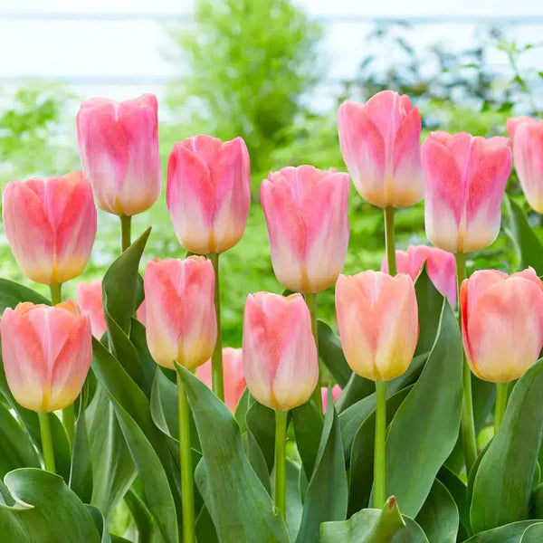 Green Pink flower seeds