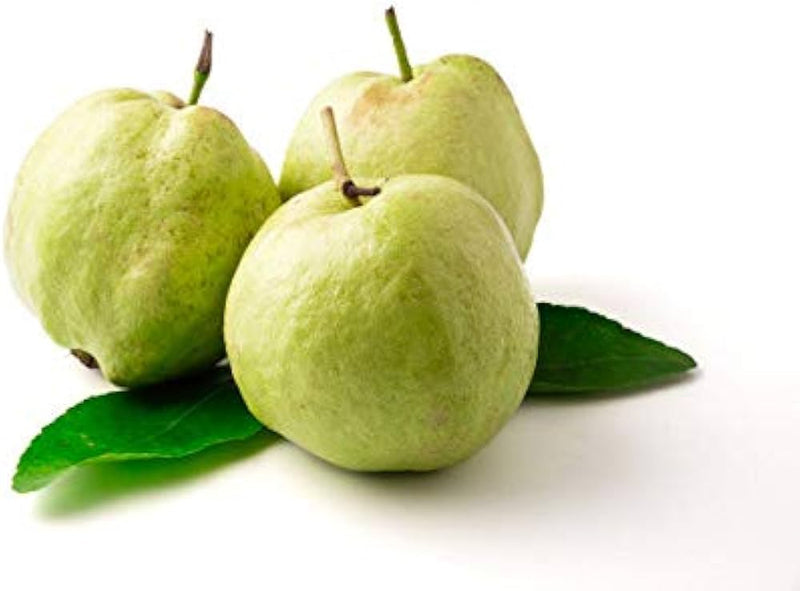 Guava Psidium guajava Fruit Seeds for Planting – Heirloom Non-GMO Garden Seeds