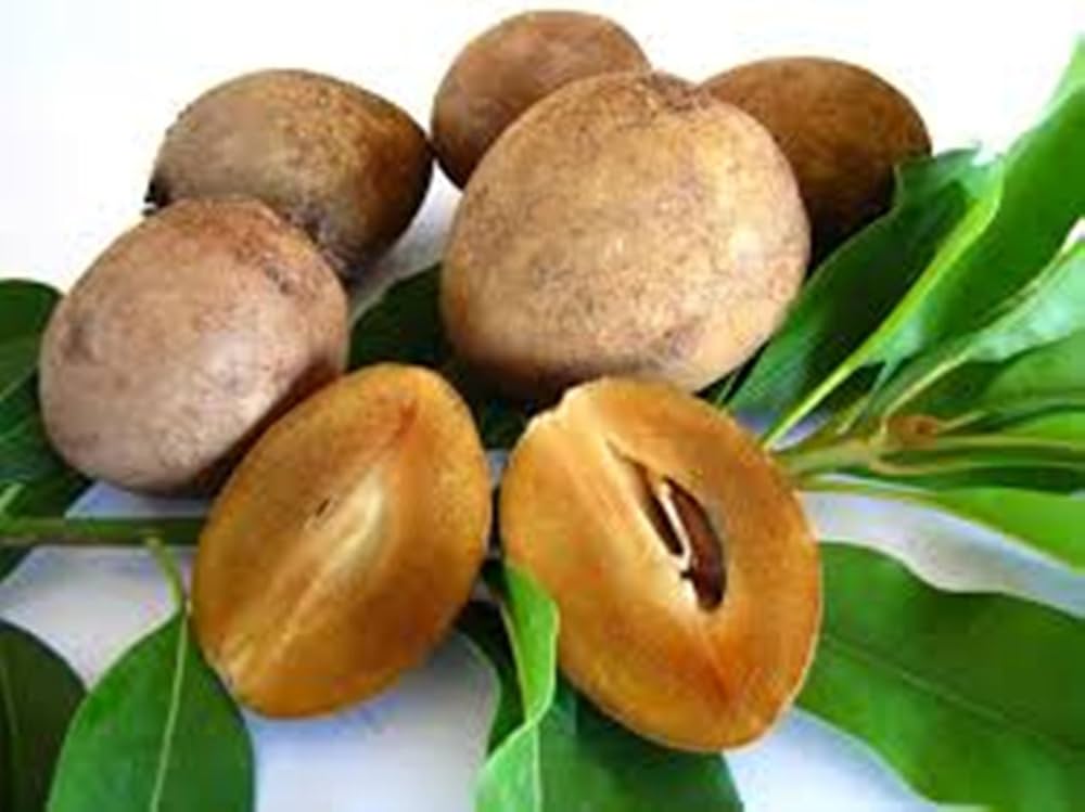 sapodilla seeds