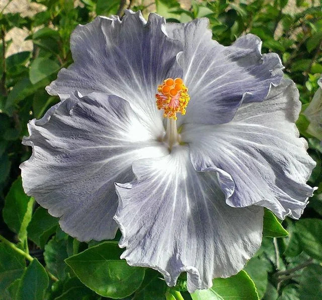 Light Grey flower seeds