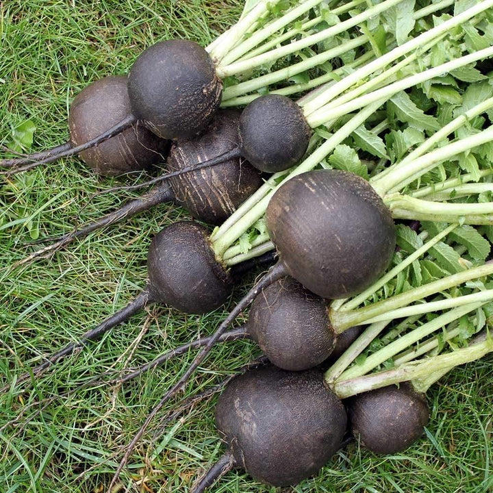 Gray Radish Seeds