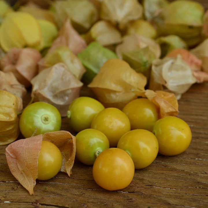 Ground Cherry Fruit Seeds for Planting with ripe golden ground cherries in papery husks