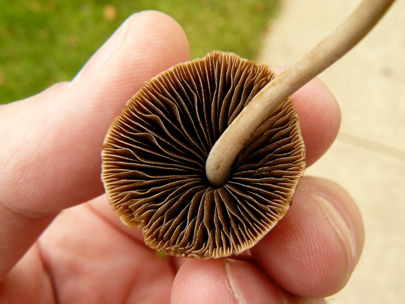 Brown Mushroom Seeds for Planting – Heirloom Non-GMO Garden Seeds