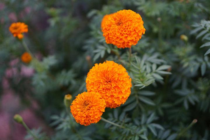 Aztec Marigold flower seeds