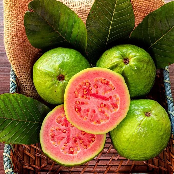 Guava Psidium guajava Fruit Seeds for Planting – Heirloom Non-GMO Guava Tree Seeds