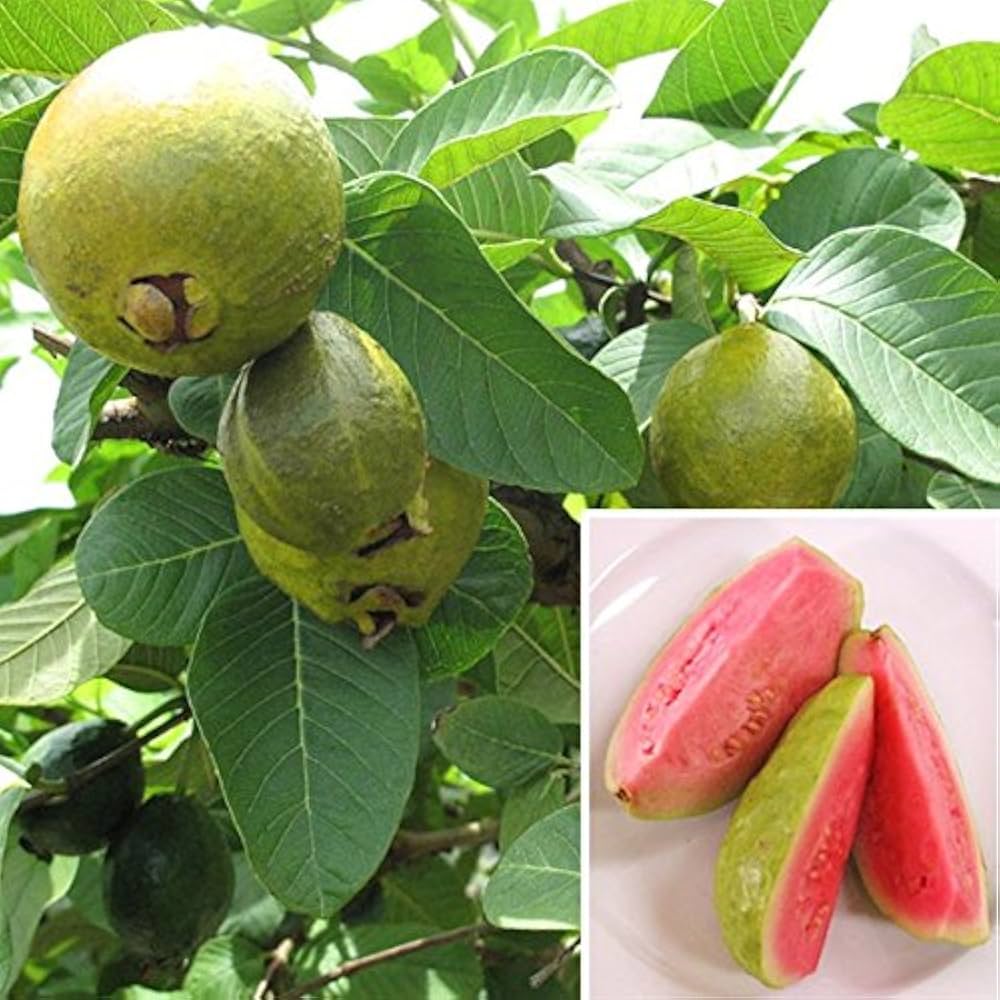 guava fruit seeds