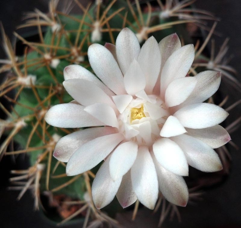 White Gymnocalycium flower seeds