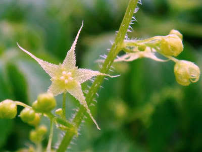 Gynostemma Pentaphyllum flower seeds and growing climbing vine