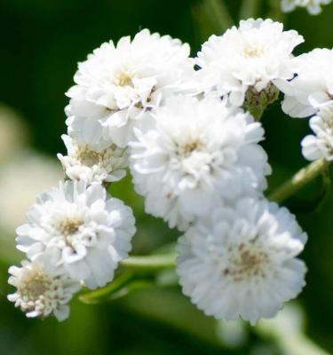 Gypsophila Paniculata flower seeds