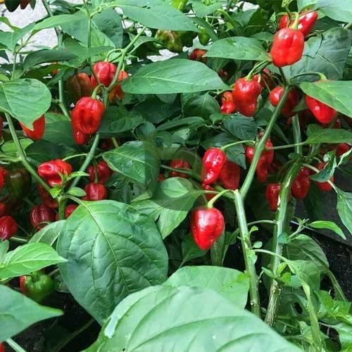 Habanero Chili Seeds for Planting – Heirloom Non-GMO Garden Seeds