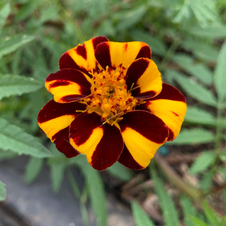 Court Jester Marigold plant