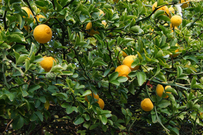 Hardy Orange Poncirus trifoliata Fruit Seeds for Planting – Heirloom Non-GMO Garden Seeds