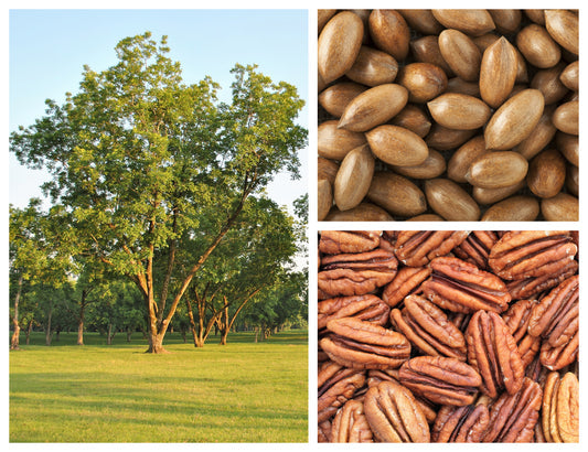 Hardy Pecan Tree Seeds for Planting – Heirloom Non-GMO Garden Seeds