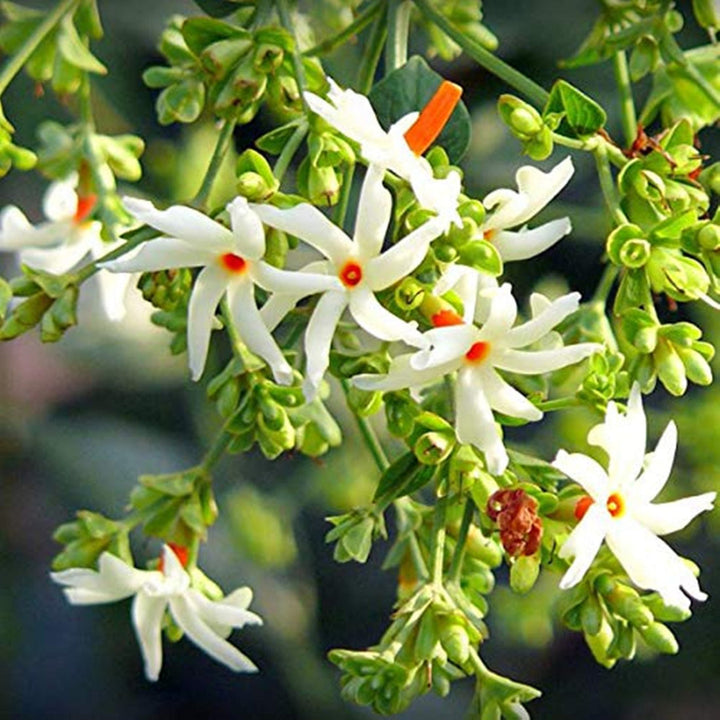 Coral Jasmine flower seeds