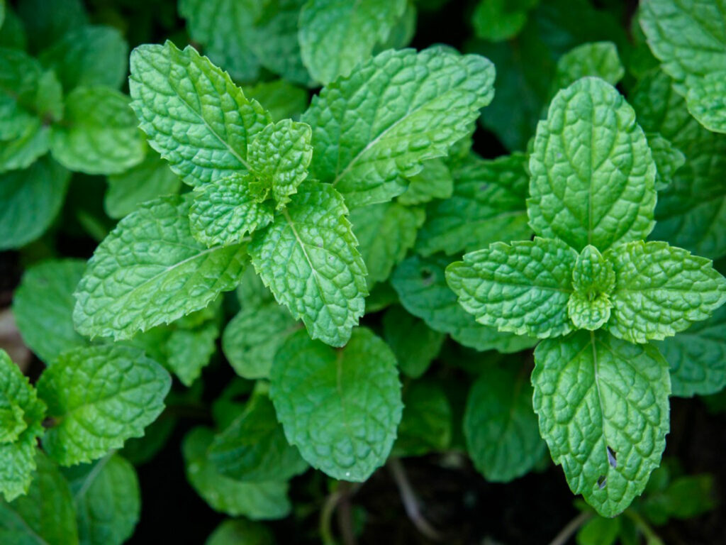 Healing Herb Seeds for planting in a home herbal garden