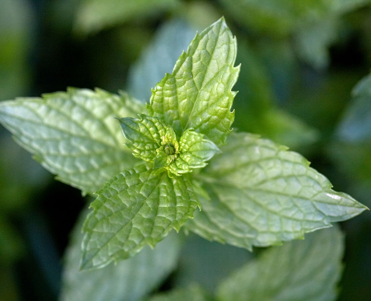 Healing Herb Seeds for planting in a home herbal garden
