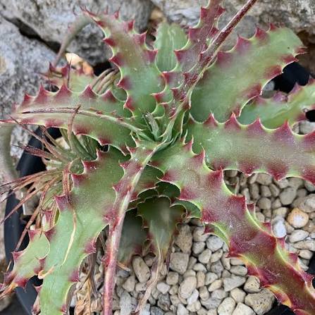 Hechtia Tehuacan plant with distinctive green spiny rosette