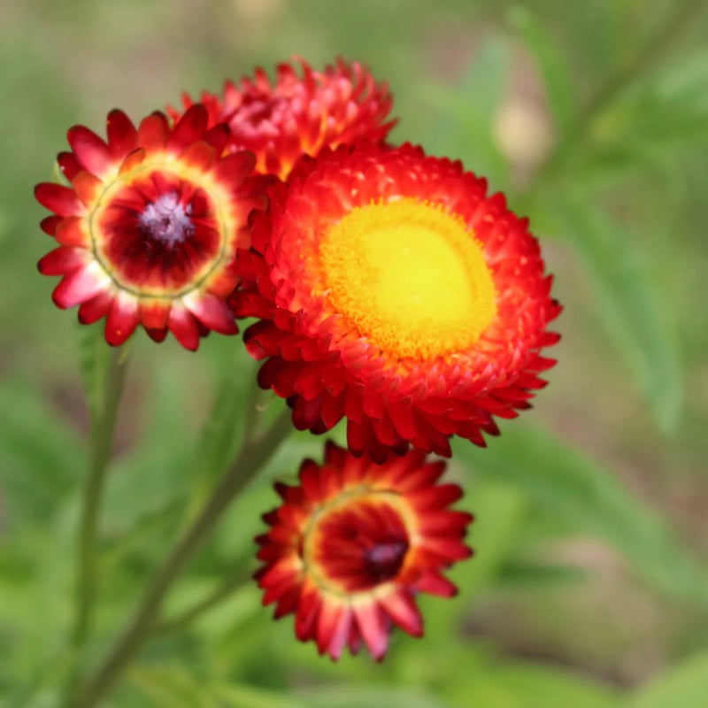 Red Helichrysum Italicum Flower Seeds for Planting – Heirloom Non-GMO Garden Seeds