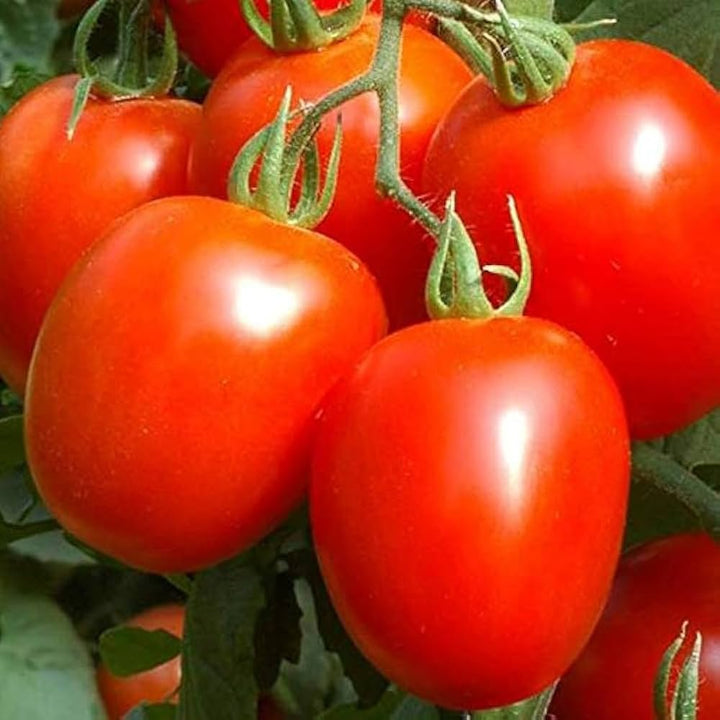 Heidi Tomato Seeds