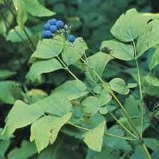 Black Caulophyllum Seeds for Planting – Heirloom Non-GMO Garden Seeds
