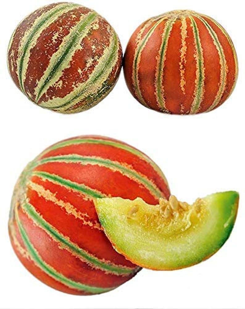 Brown Dew Melon Fruit Seeds for Planting – Heirloom Non-GMO Garden Seeds