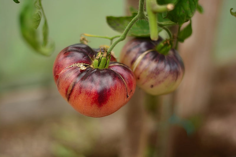 Brown Yellow Tomato Seeds for Planting – Heirloom Non-GMO Garden Seeds