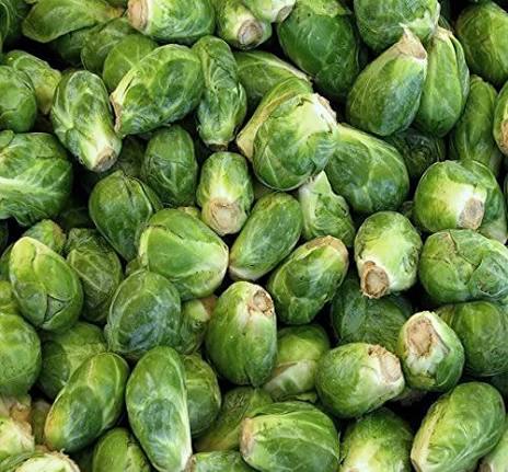 Catskill Brussels Sprouts plant with large firm green sprouts growing along the stalk