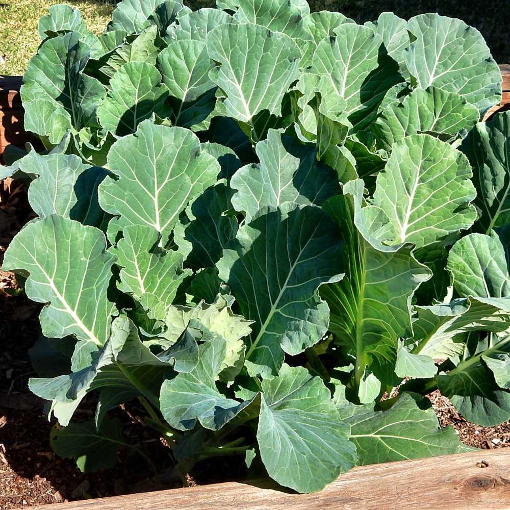 Fresh Collard Greens Growing in Home Vegetable Garden