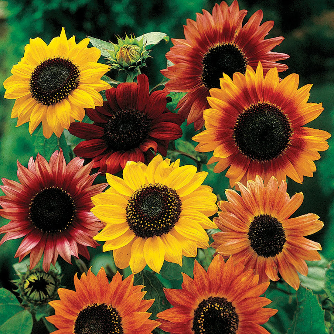 Sunflower flower seeds