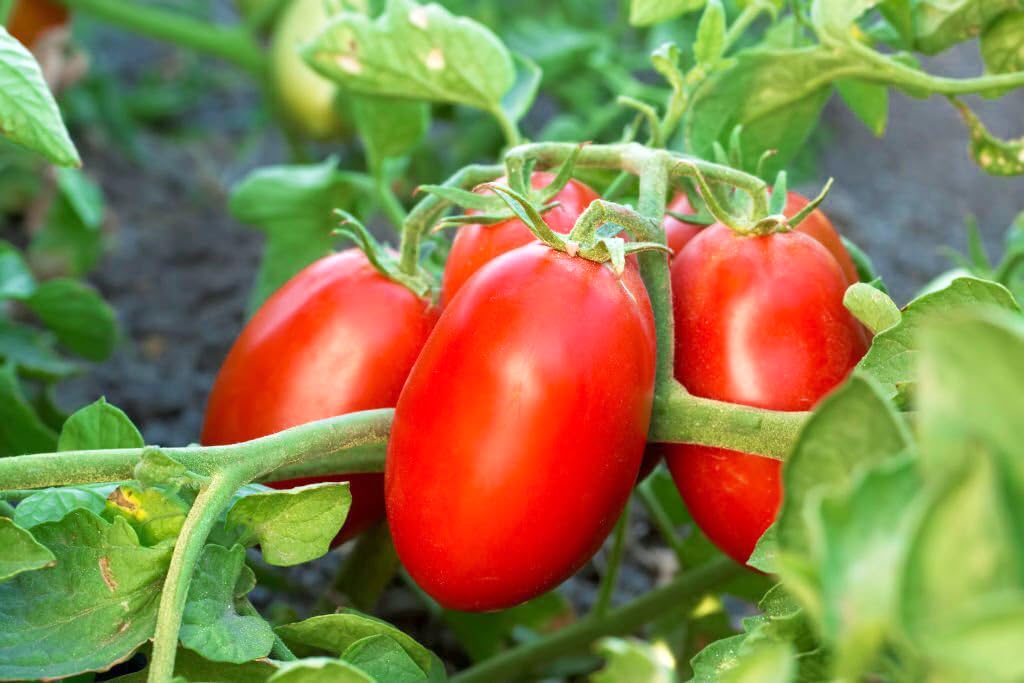 Heirloom Mexican Tomato Seeds