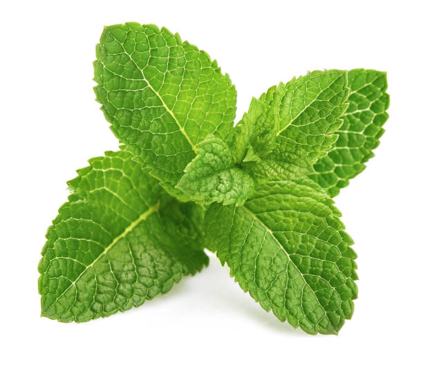 Mint herb seeds for planting with fresh green mint foliage in a home herb garden