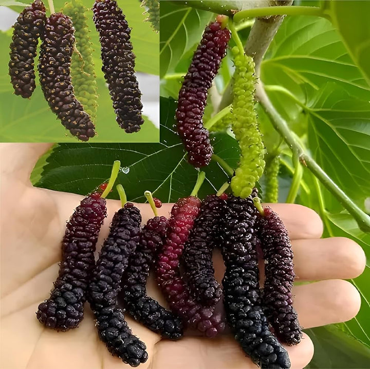 Mulberry Fruit Seeds for Planting – Heirloom Non-GMO Garden Seeds