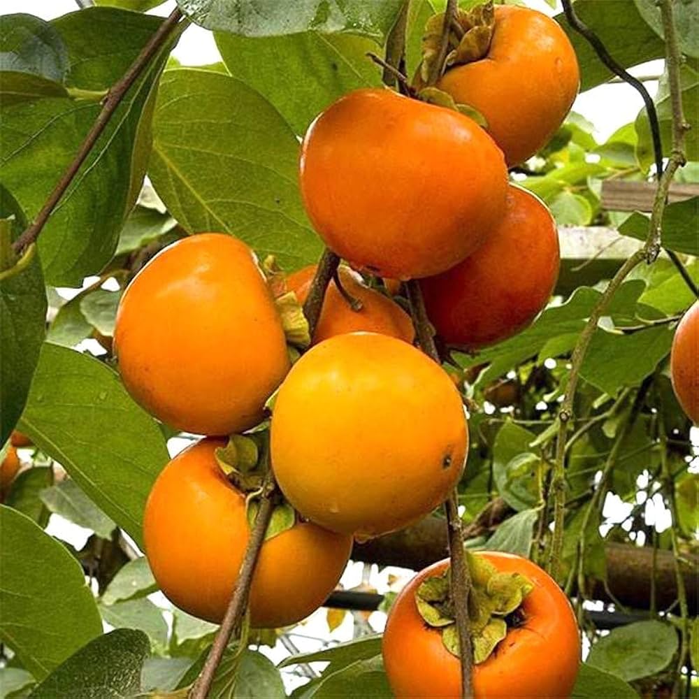 Orange Persimmon Fruit Seeds for Planting – Heirloom Non-GMO Garden Seeds