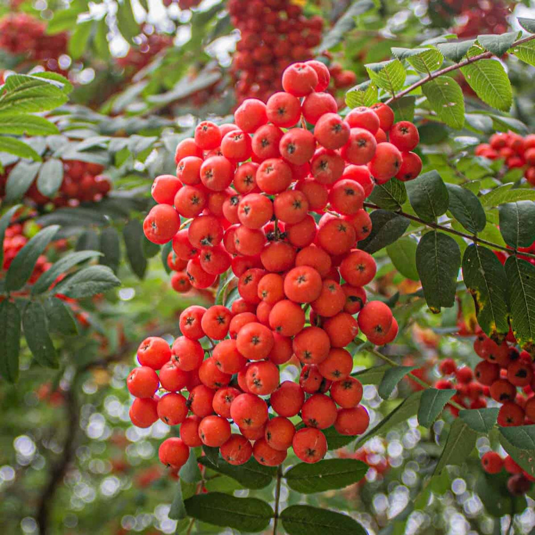 Orange Sorbus Fruit Seeds for Planting – Heirloom Non-GMO Garden Seeds