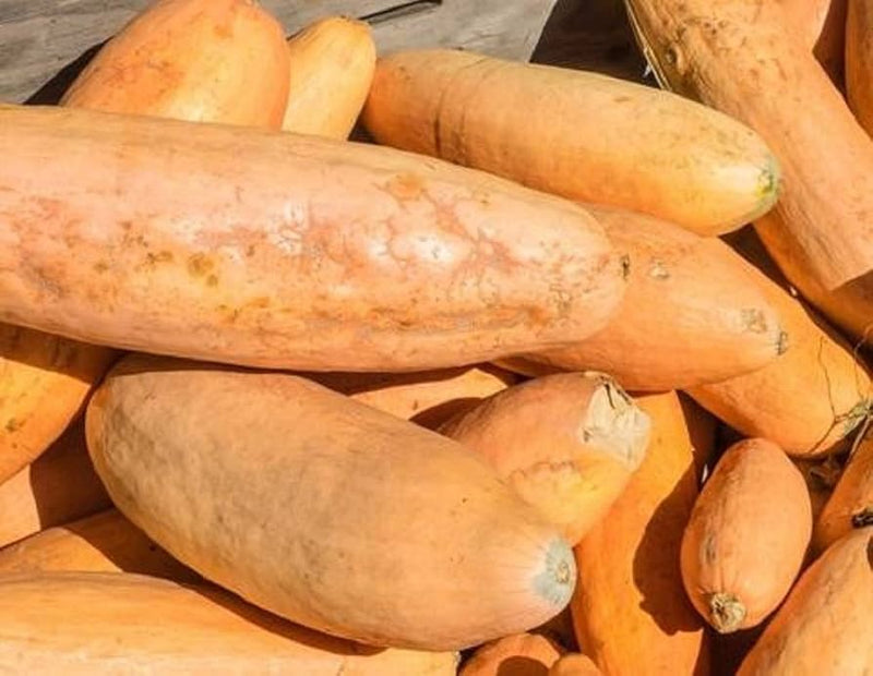 Pink Banana Winter Squash Seeds for Planting – Heirloom Non-GMO Garden Seeds