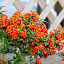 Red Firethorn Fruit Seeds for Planting – Heirloom Non-GMO Garden Seeds