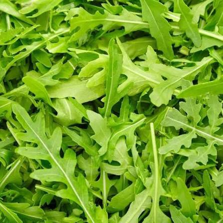 Slender Green Roquette Arugula Leaves Ready for Harvest