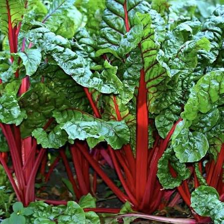 Swiss Chard Growing in Raised Garden Bed