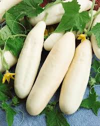 White Wonder Cucumber Vegetable Seeds for Planting – Heirloom Non-GMO Garden Seeds