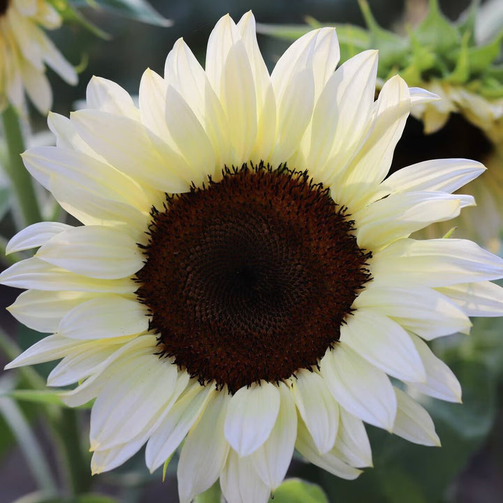 White Sunflower flowers growing in a sunny home garden