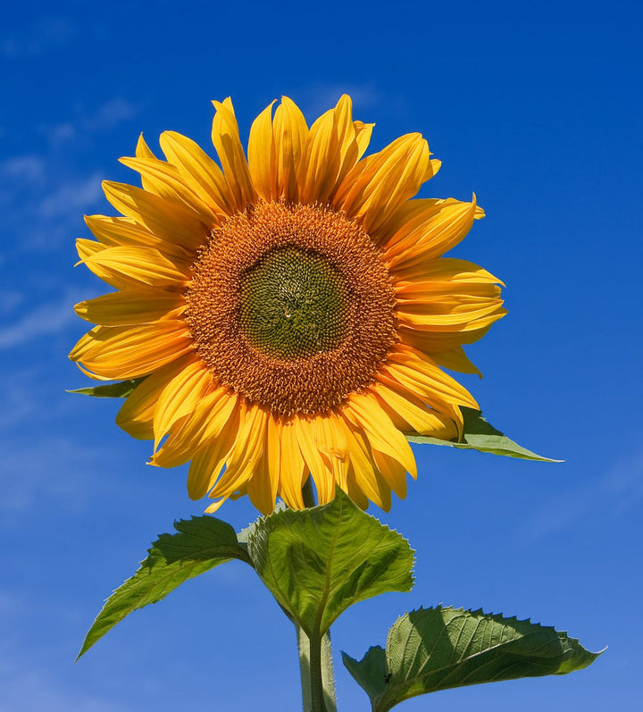 Helianthus Sunflower flower seeds