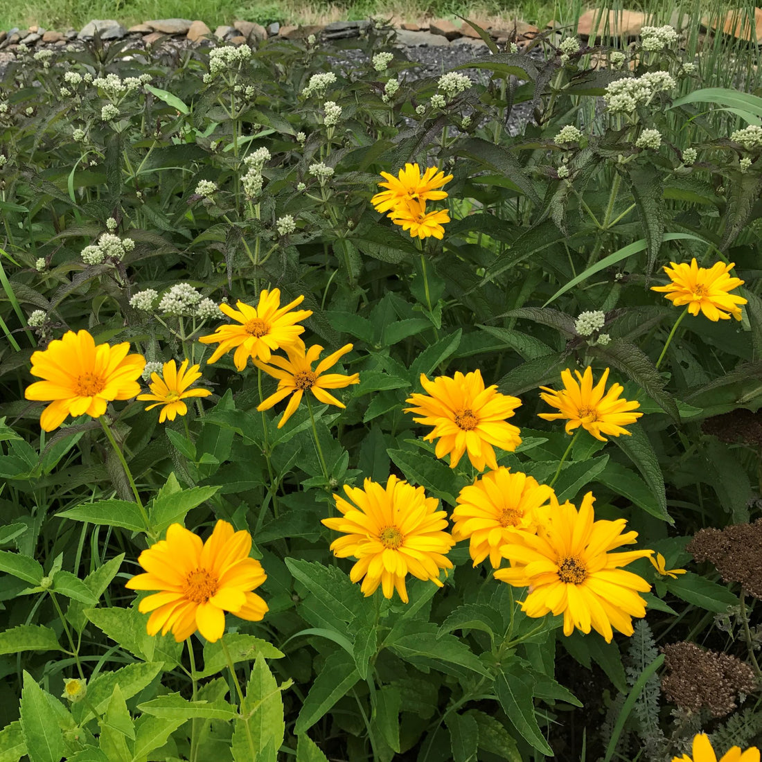 Summer Sun flower seeds