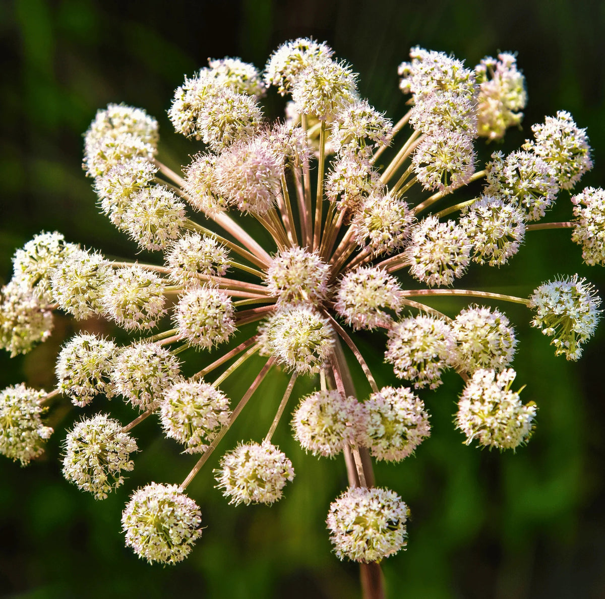 Oregon Coast Angelica (Angelica hendersonii) showing divided green foliage, sturdy flowering stems, and clusters of small white flowers in a coastal native plant habitat.