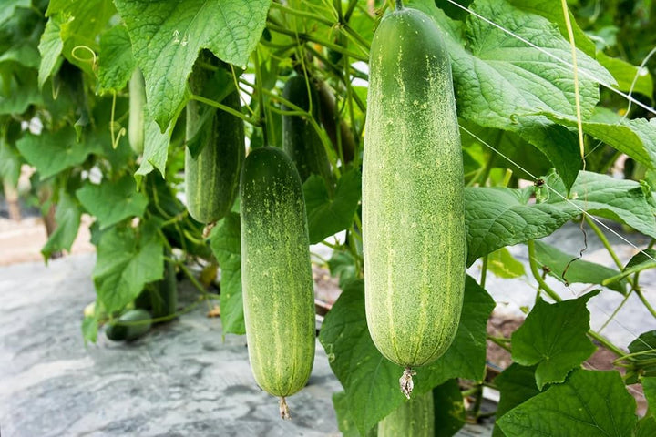 Hybrid Cucumber Seeds