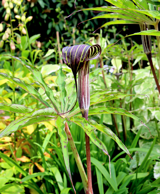 Himalayan Cobra Lily Flower Seeds for Planting – Heirloom Non-GMO Garden Seeds