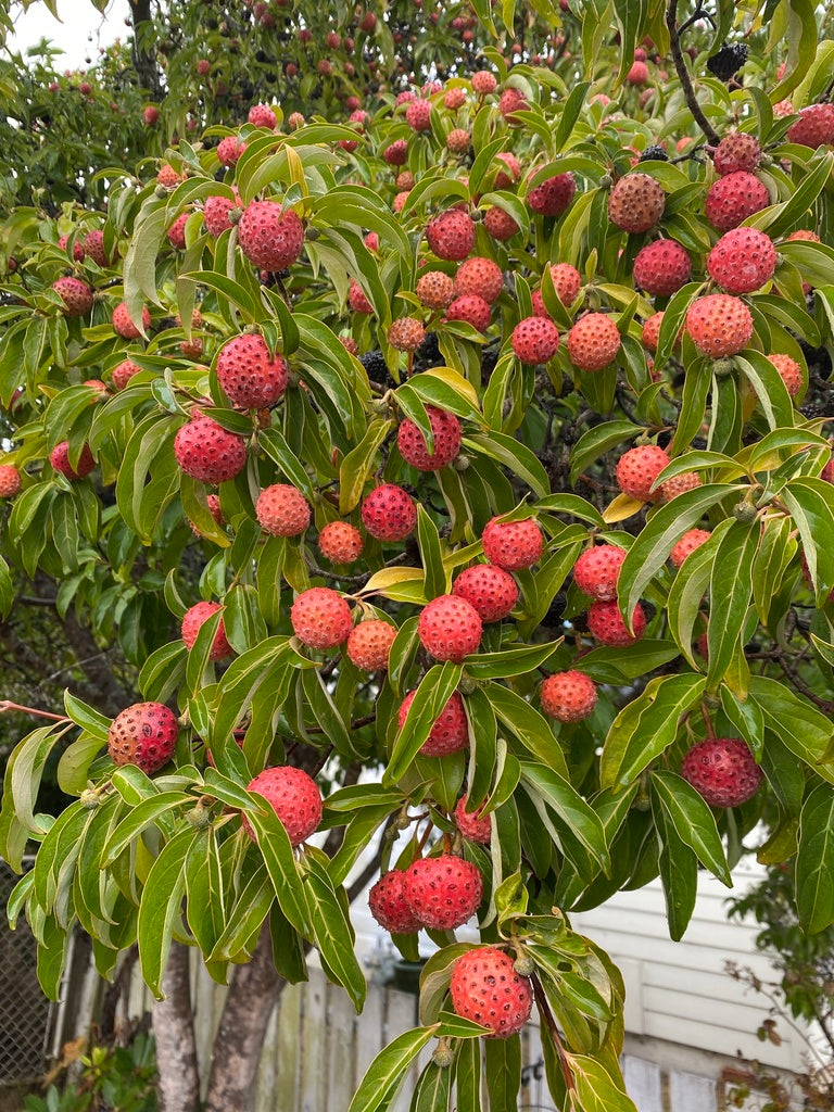 himalayan dogwood seeds